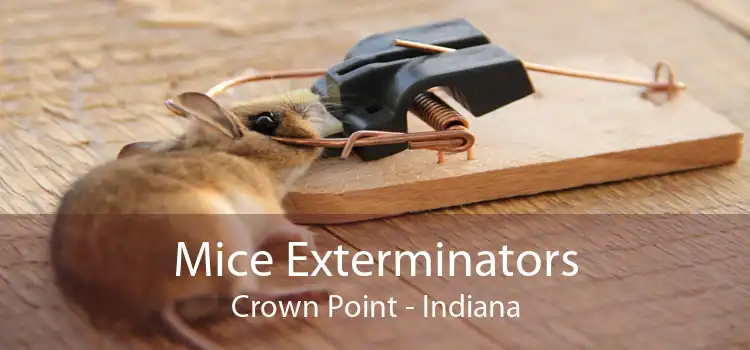 Mice Exterminators Crown Point - Indiana