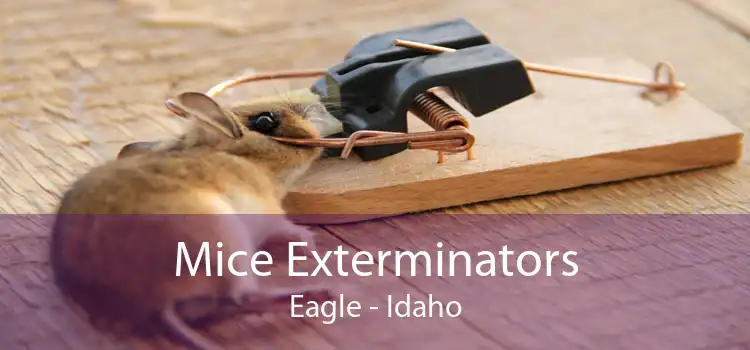 Mice Exterminators Eagle - Idaho