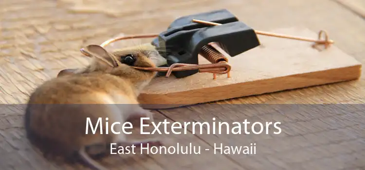 Mice Exterminators East Honolulu - Hawaii