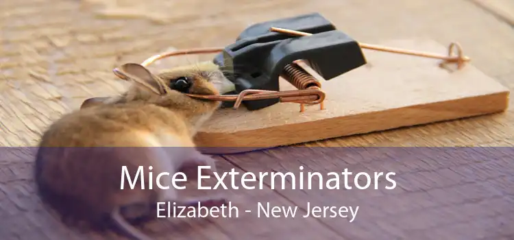 Mice Exterminators Elizabeth - New Jersey
