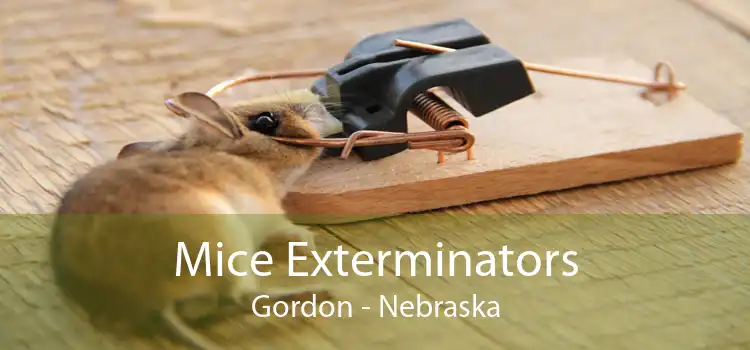 Mice Exterminators Gordon - Nebraska