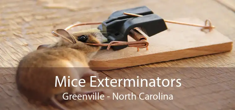 Mice Exterminators Greenville - North Carolina