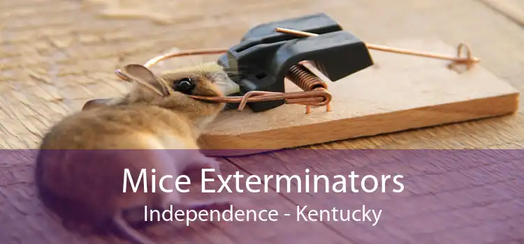 Mice Exterminators Independence - Kentucky