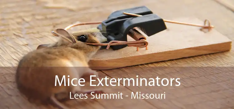 Mice Exterminators Lees Summit - Missouri