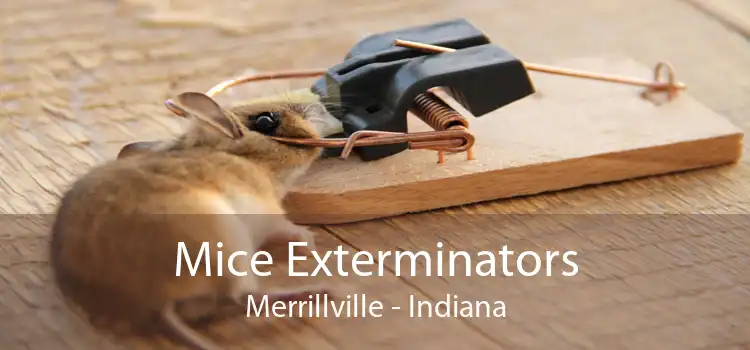 Mice Exterminators Merrillville - Indiana