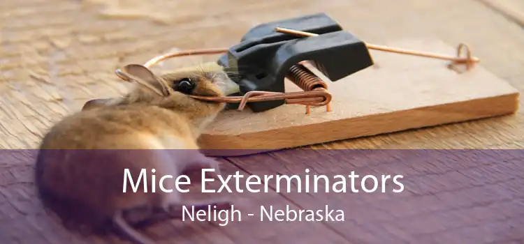 Mice Exterminators Neligh - Nebraska