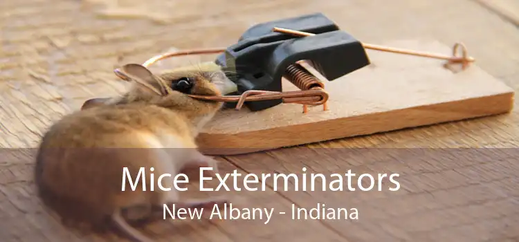 Mice Exterminators New Albany - Indiana