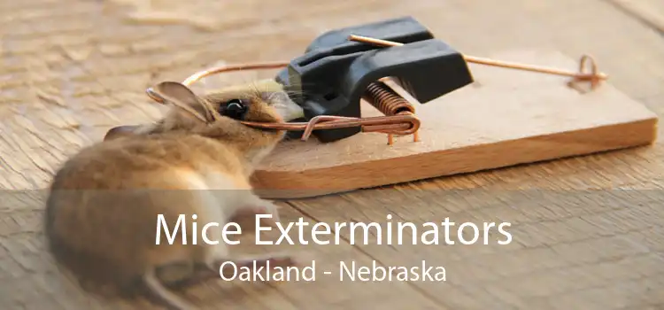 Mice Exterminators Oakland - Nebraska