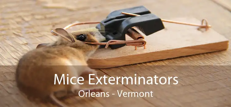 Mice Exterminators Orleans - Vermont
