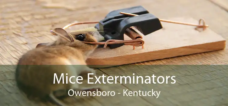 Mice Exterminators Owensboro - Kentucky