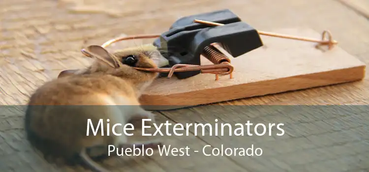 Mice Exterminators Pueblo West - Colorado