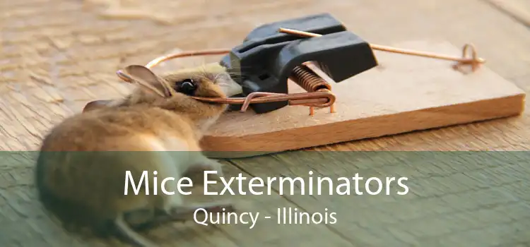 Mice Exterminators Quincy - Illinois