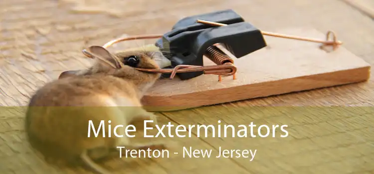Mice Exterminators Trenton - New Jersey
