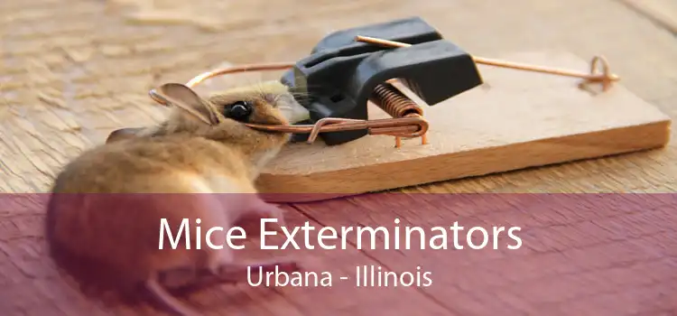 Mice Exterminators Urbana - Illinois
