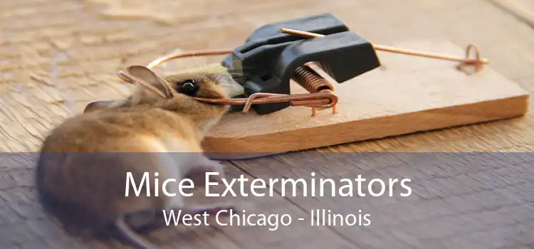 Mice Exterminators West Chicago - Illinois
