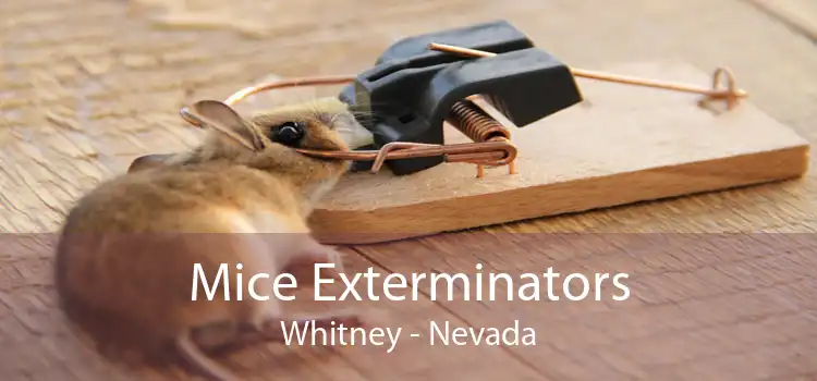 Mice Exterminators Whitney - Nevada