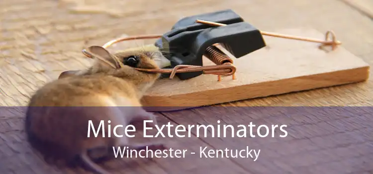 Mice Exterminators Winchester - Kentucky
