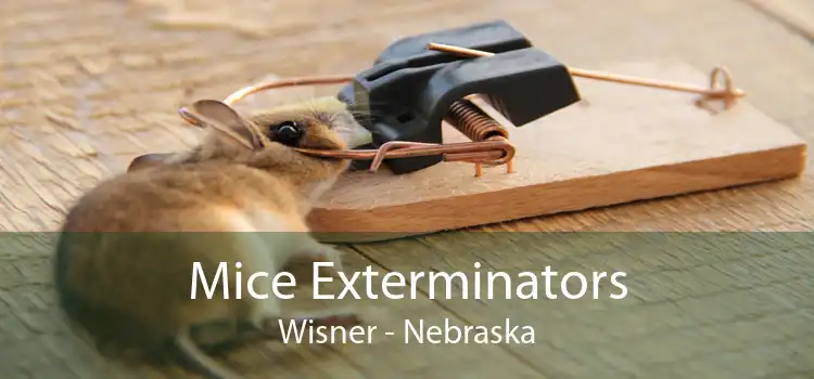 Mice Exterminators Wisner - Nebraska