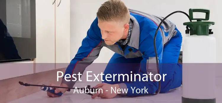 Pest Exterminator Auburn - New York