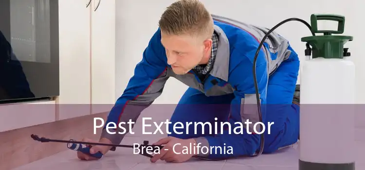 Pest Exterminator Brea - California