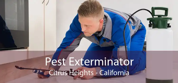 Pest Exterminator Citrus Heights - California