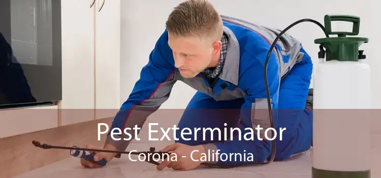 Pest Exterminator Corona - California
