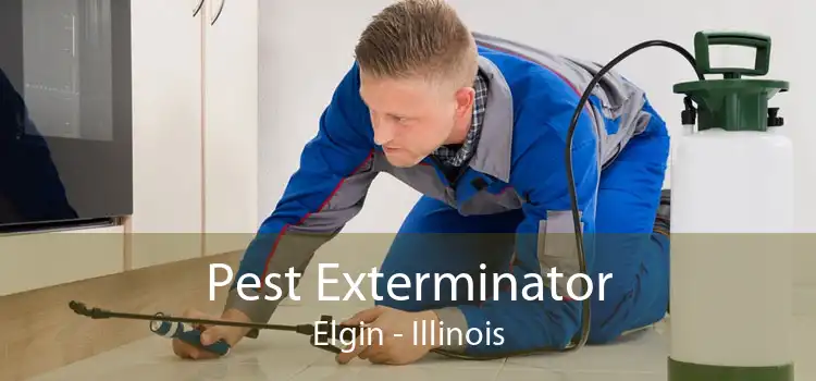Pest Exterminator Elgin - Illinois