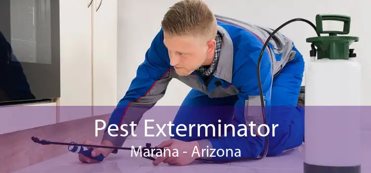 Pest Exterminator Marana - Arizona