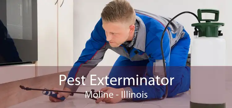 Pest Exterminator Moline - Illinois