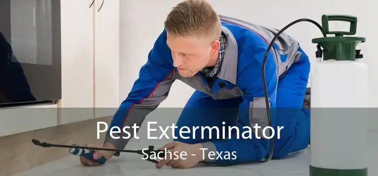 Pest Exterminator Sachse - Texas