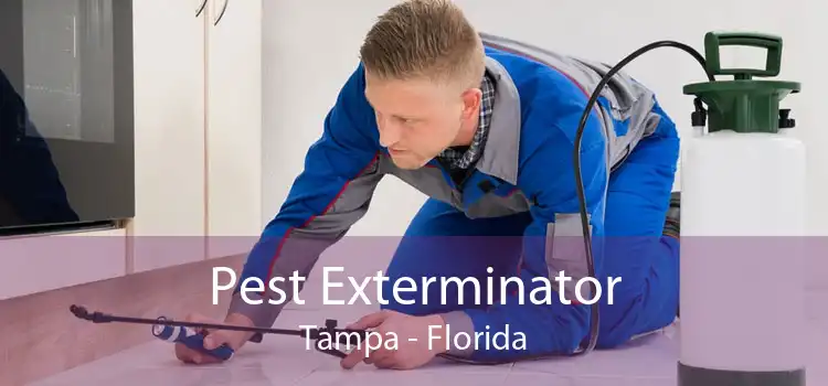 Pest Exterminator Tampa - Florida
