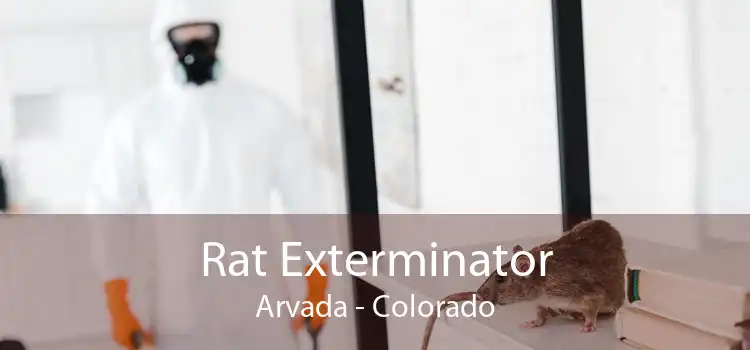 Rat Exterminator Arvada - Colorado