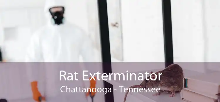 Rat Exterminator Chattanooga - Tennessee