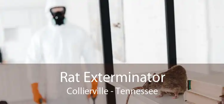 Rat Exterminator Collierville - Tennessee