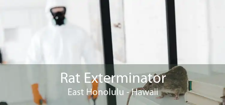 Rat Exterminator East Honolulu - Hawaii