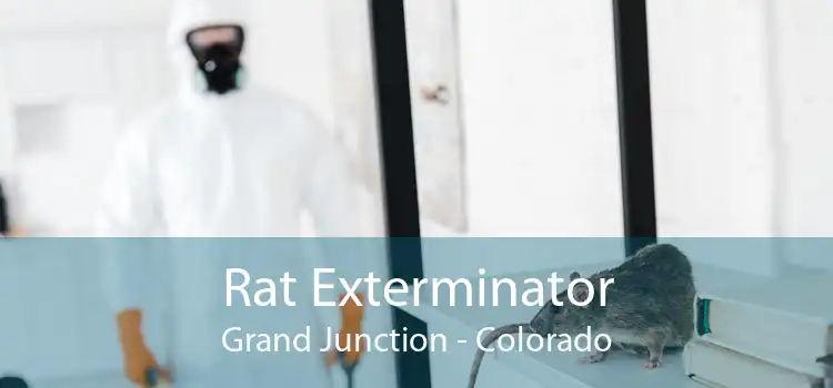 Rat Exterminator Grand Junction - Colorado