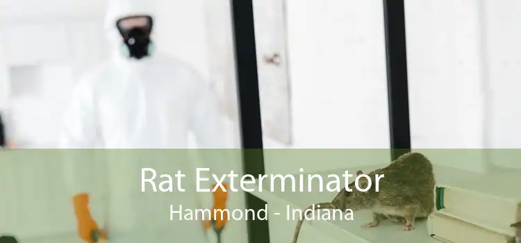 Rat Exterminator Hammond - Indiana