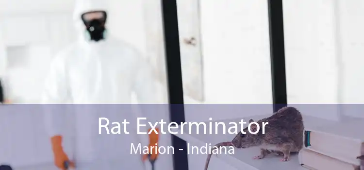 Rat Exterminator Marion - Indiana