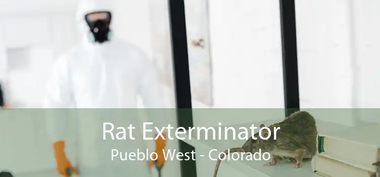 Rat Exterminator Pueblo West - Colorado
