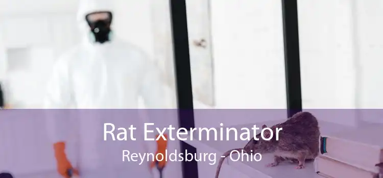 Rat Exterminator Reynoldsburg - Ohio