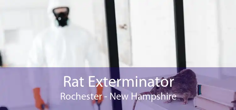 Rat Exterminator Rochester - New Hampshire