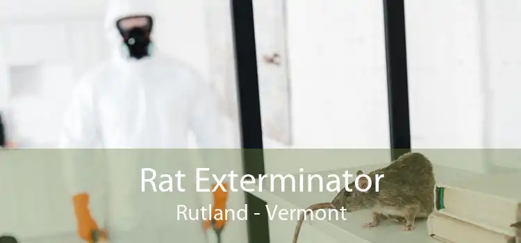 Rat Exterminator Rutland - Vermont