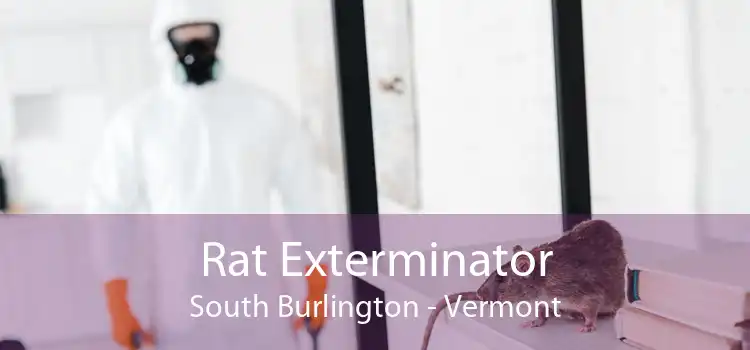 Rat Exterminator South Burlington - Vermont