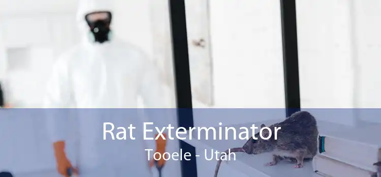 Rat Exterminator Tooele - Utah
