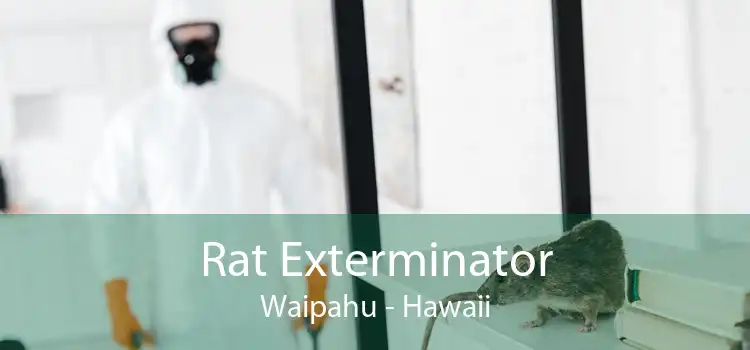 Rat Exterminator Waipahu - Hawaii