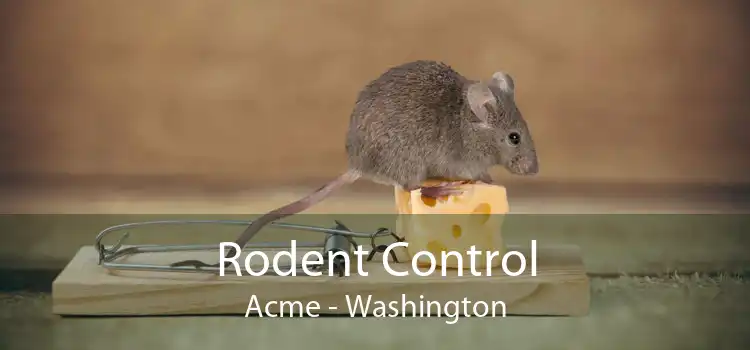 Rodent Control Acme - Washington
