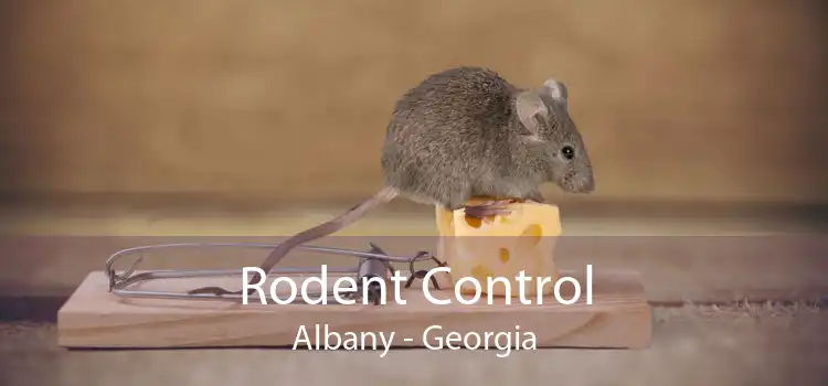 Rodent Control Albany - Georgia