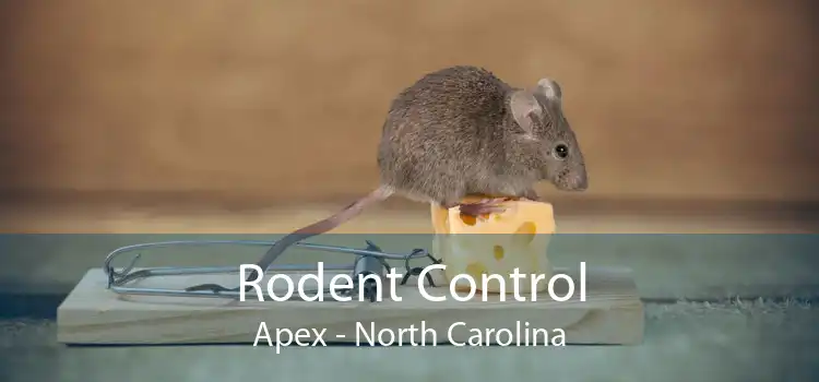 Rodent Control Apex - North Carolina