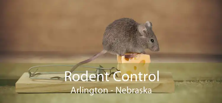 Rodent Control Arlington - Nebraska