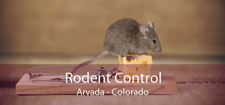 Rodent Control Arvada - Colorado